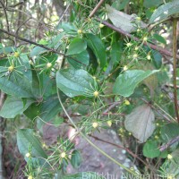 Clematis zeylanica (L.) Poir.